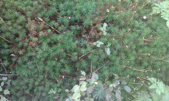 Grafika #65: 24.09.2015 - Wycieczka do lasu cz.I