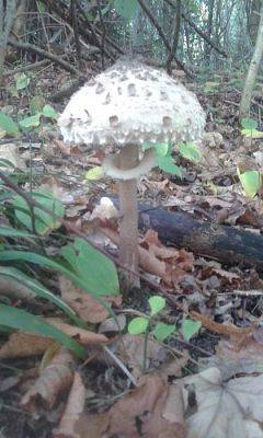 Grafika #82: 24.09.2015 - Wycieczka do lasu cz.I