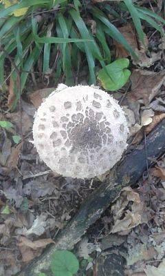 Grafika #83: 24.09.2015 - Wycieczka do lasu cz.I