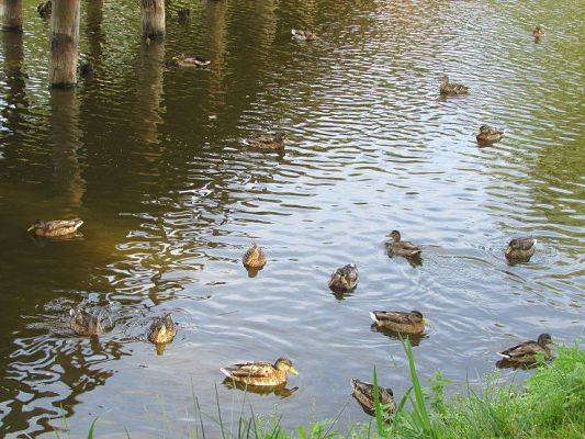 Grafika #13: 11.09.2015 - Wycieczka do Łeby