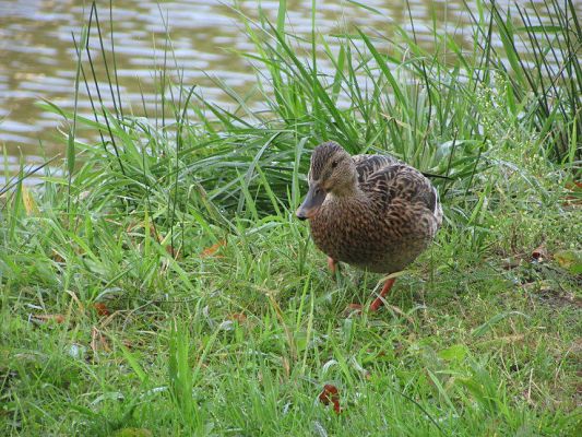 Grafika #15: 11.09.2015 - Wycieczka do Łeby