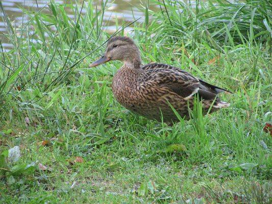 Grafika #16: 11.09.2015 - Wycieczka do Łeby