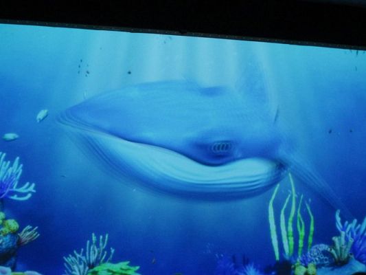 Grafika #35: 18.05.2017 Wycieczka do Sea Parku w Sarbsku cz.II