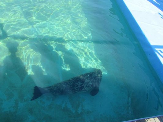 Grafika #79: 18.05.2017 Wycieczka do Sea Parku w Sarbsku cz.I