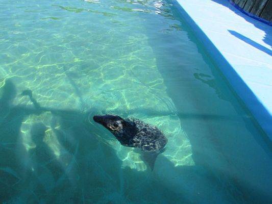 Grafika #80: 18.05.2017 Wycieczka do Sea Parku w Sarbsku cz.I