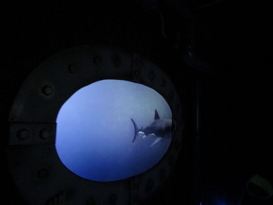 Grafika #23: 18.05.2017 Wycieczka do Sea Parku w Sarbsku cz.I