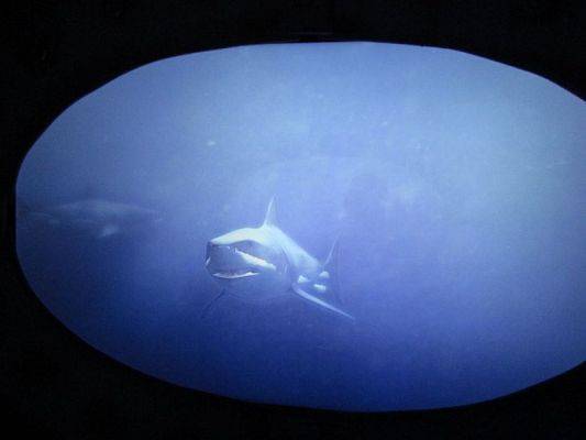 Grafika #24: 18.05.2017 Wycieczka do Sea Parku w Sarbsku cz.I