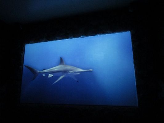 Grafika #31: 18.05.2017 Wycieczka do Sea Parku w Sarbsku cz.I