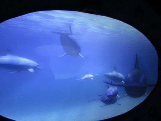 Grafika #32: 18.05.2017 Wycieczka do Sea Parku w Sarbsku cz.I