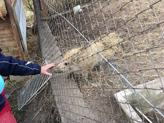 Grafika #0: 29.03.2017 Grupa III w wiejskim gospodarstwie