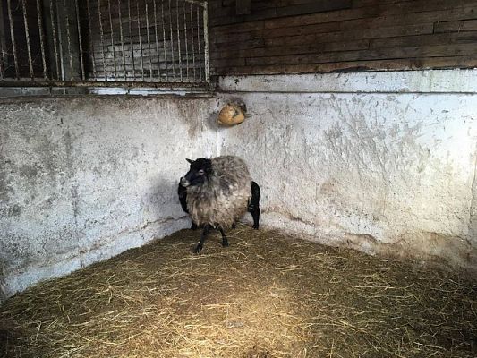 Grafika #1: 29.03.2017 Grupa III w wiejskim gospodarstwie