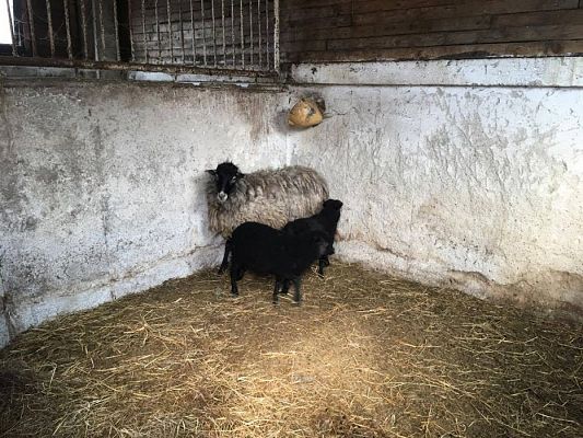 Grafika #4: 29.03.2017 Grupa III w wiejskim gospodarstwie