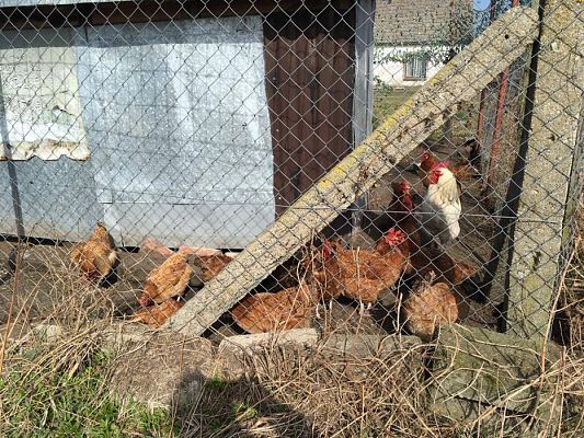 Grafika #5: 29.03.2017 Grupa III w wiejskim gospodarstwie