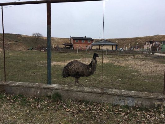 Grafika #12: 29.03.2017 Grupa III w wiejskim gospodarstwie