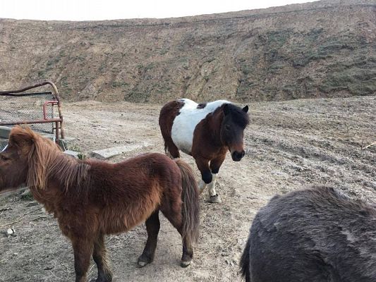 Grafika #13: 29.03.2017 Grupa III w wiejskim gospodarstwie