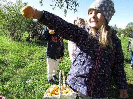 Grafika #15: 18.09.2020 ŚREDNIAKI W SADZIE I OGRODZIE