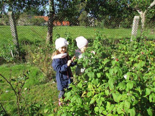 Grafika #42: 18.09.2020 ŚREDNIAKI W SADZIE I OGRODZIE
