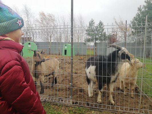 Grafika #2: PEŁNA MISKA DLA SCHRONISKA- ukończenie akcji