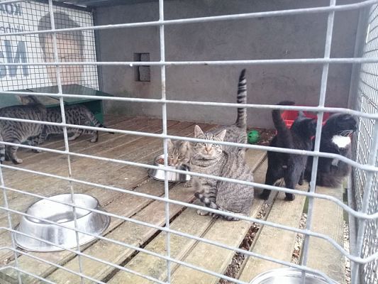 Grafika #8: PEŁNA MISKA DLA SCHRONISKA- ukończenie akcji