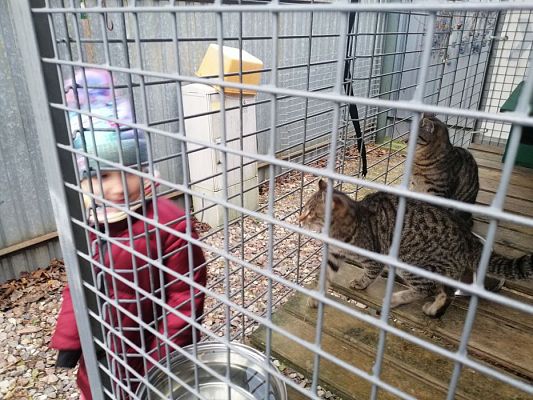 Grafika #9: PEŁNA MISKA DLA SCHRONISKA- ukończenie akcji