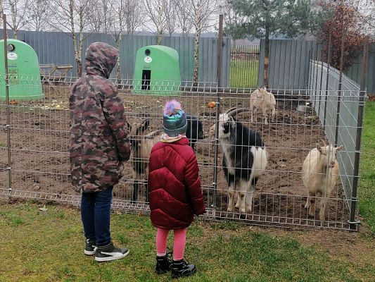 Grafika #11: PEŁNA MISKA DLA SCHRONISKA- ukończenie akcji