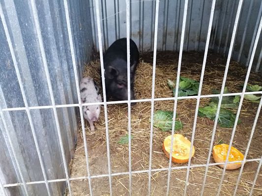 Grafika #12: PEŁNA MISKA DLA SCHRONISKA- ukończenie akcji