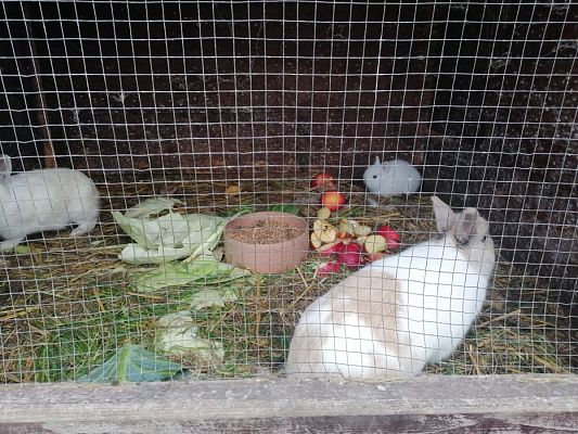 Grafika #13: PEŁNA MISKA DLA SCHRONISKA- ukończenie akcji