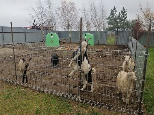 Grafika #14: PEŁNA MISKA DLA SCHRONISKA- ukończenie akcji