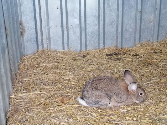 Grafika #15: PEŁNA MISKA DLA SCHRONISKA- ukończenie akcji