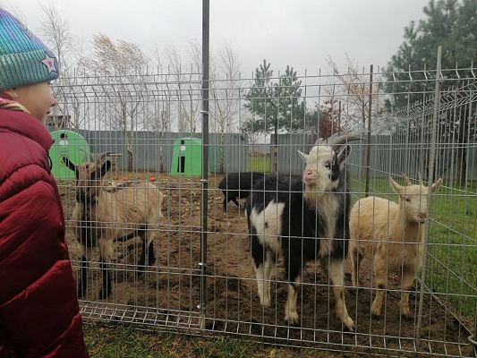 Grafika #17: PEŁNA MISKA DLA SCHRONISKA- ukończenie akcji