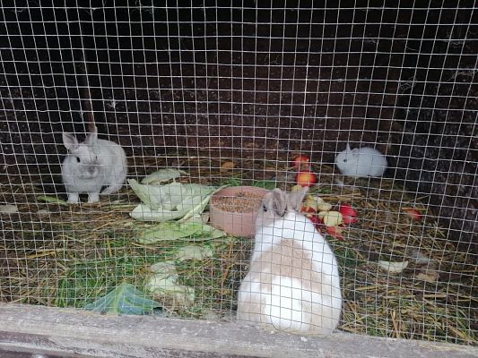 Grafika #21: PEŁNA MISKA DLA SCHRONISKA- ukończenie akcji