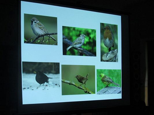 Grafika #13: 13.11.2019 Zajęcia edukacyjne nt. "Dokarmiamy ptaki"