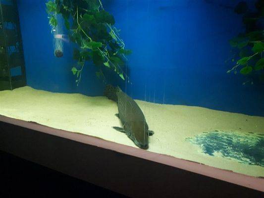 Grafika #49: 05.06.2019 Wycieczka do Łeby cz.II