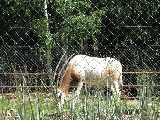 Grafika #7: 30.05.2019 Wycieczka do Doliny Charlotty cz.II
