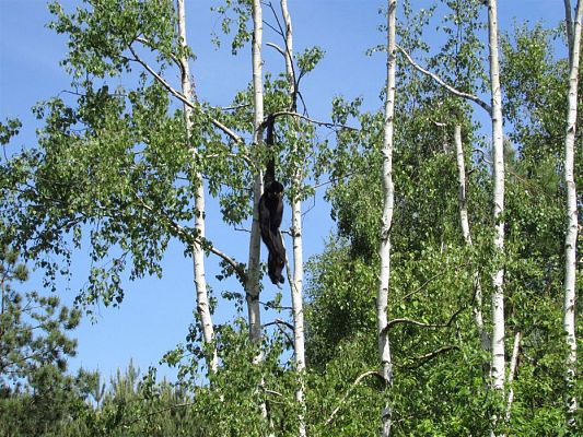 Grafika #9: 30.05.2019 Wycieczka do Doliny Charlotty cz.II