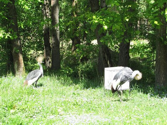 Grafika #13: 30.05.2019 Wycieczka do Doliny Charlotty cz.II