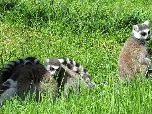 Grafika #19: 30.05.2019 Wycieczka do Doliny Charlotty cz.II