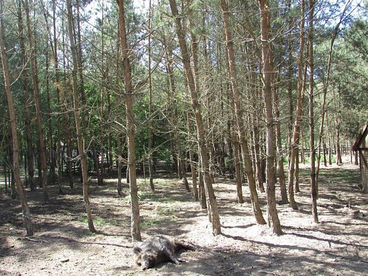 Grafika #34: 30.05.2019 Wycieczka do Doliny Charlotty cz.II