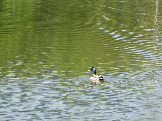 Grafika #88: 30.05.2019 Wycieczka do Doliny Charlotty cz.I