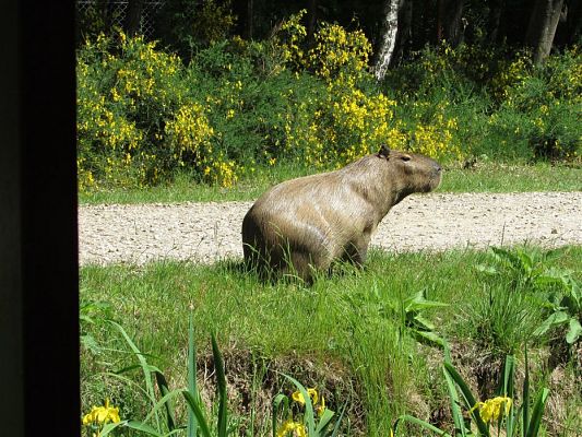Grafika #95: 30.05.2019 Wycieczka do Doliny Charlotty cz.I