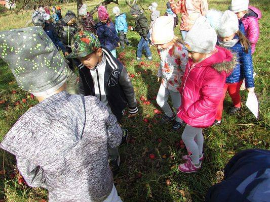 Grafika #5: 08.10.2018 Wycieczka do sadu gr II i III