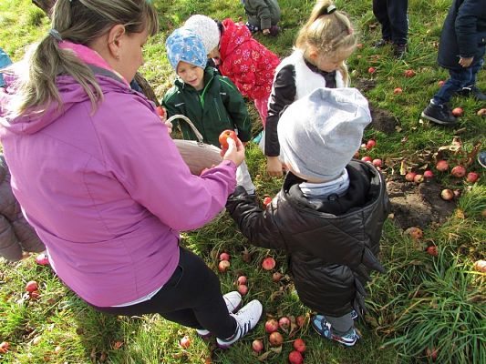 Grafika #10: 08.10.2018 Wycieczka do sadu gr II i III