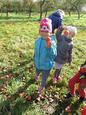 Grafika #11: 08.10.2018 Wycieczka do sadu gr II i III