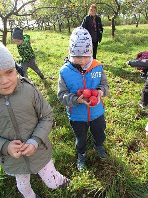 Grafika #16: 08.10.2018 Wycieczka do sadu gr II i III