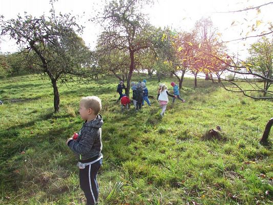 Grafika #21: 08.10.2018 Wycieczka do sadu gr II i III