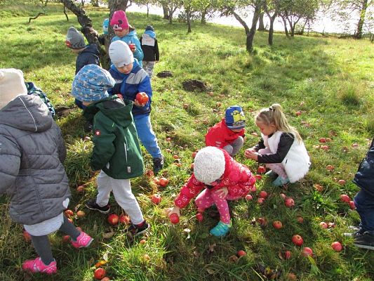 Grafika #22: 08.10.2018 Wycieczka do sadu gr II i III