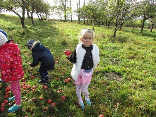 Grafika #23: 08.10.2018 Wycieczka do sadu gr II i III