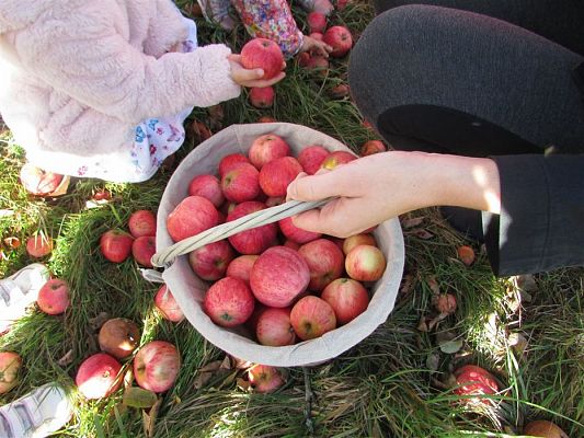 Grafika #14: 27.09.2018 Maluchy z wizytą w sadzie