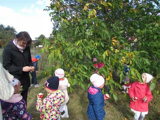Grafika #25: 27.09.2018 Maluchy z wizytą w sadzie