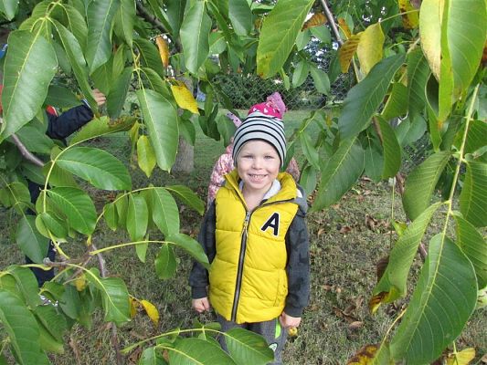 Grafika #26: 27.09.2018 Maluchy z wizytą w sadzie